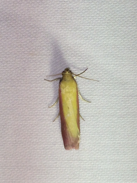 Oncocera semirubella - lucernamoly