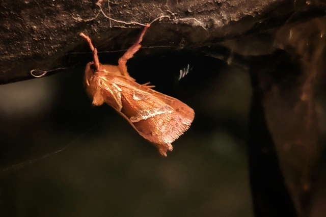 Triodia sylvina - kis gyökérrágólepke