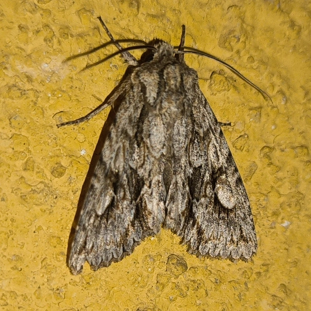 Meganephria bimaculosa - kétfoltos szilbagoly