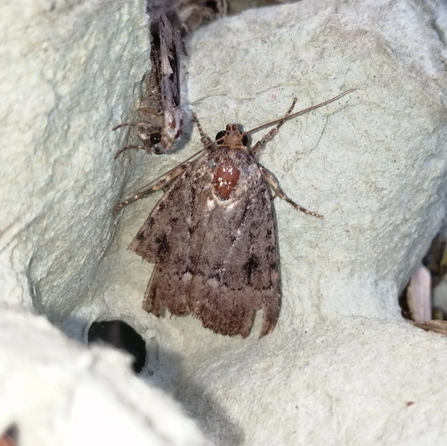Amphipyra pyramidea - fahéjszínű bagoly