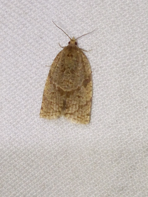 Adoxophyes orana - almalevél-sodrómoly