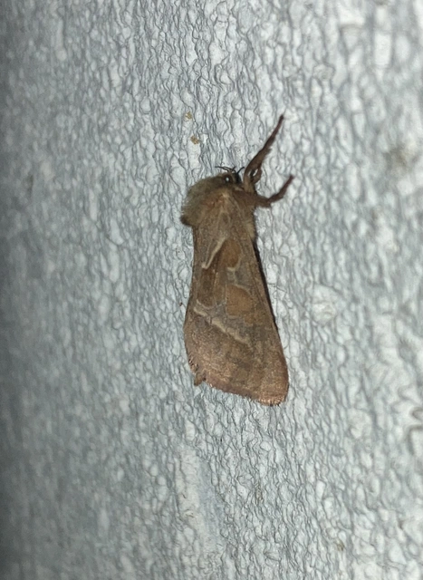 Triodia sylvina - kis gyökérrágólepke