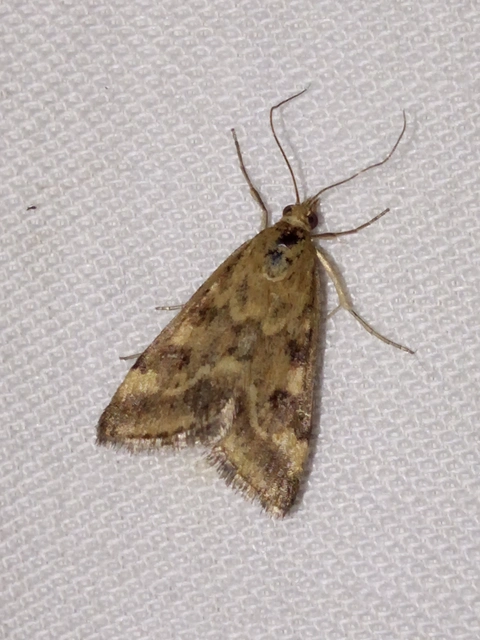 Pyrausta despicata - réti bíbormoly