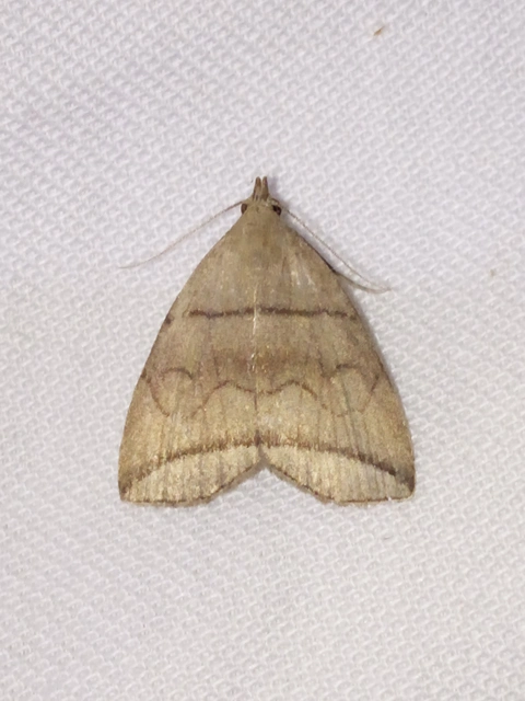Herminia grisealis - ligeti karcsúbagoly