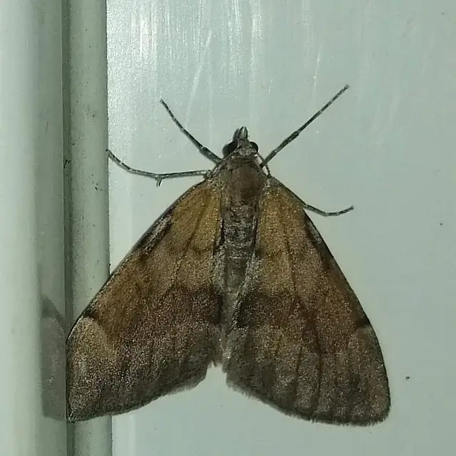 Pennithera firmata - sárgásvörös fenyőaraszoló