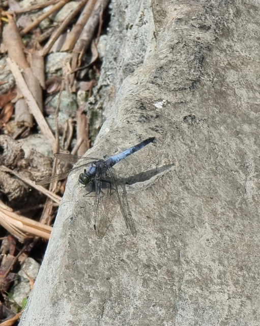 Orthetrum cancellatum - feketefarkú pásztorszitakötő