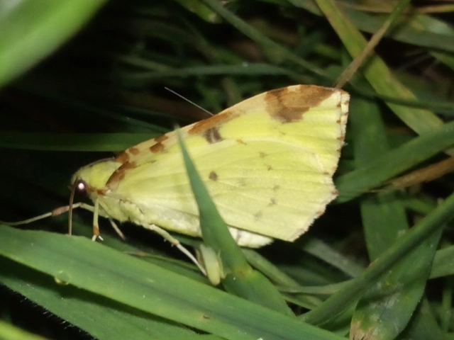Opisthograptis luteolata - citromsárga araszoló