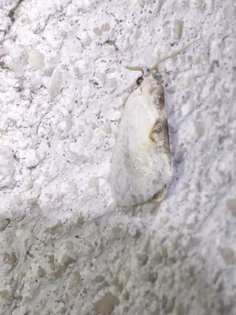 Cilix glaucata - törpe sarlósszövő