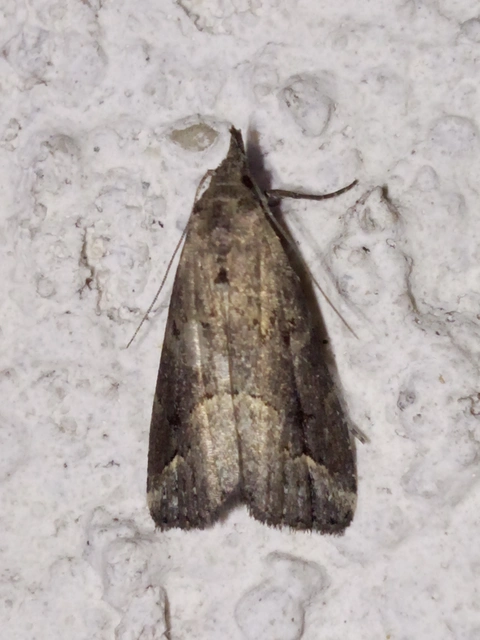 Schrankia costaestrigalis - keskenyszárnyú karcsúbagoly