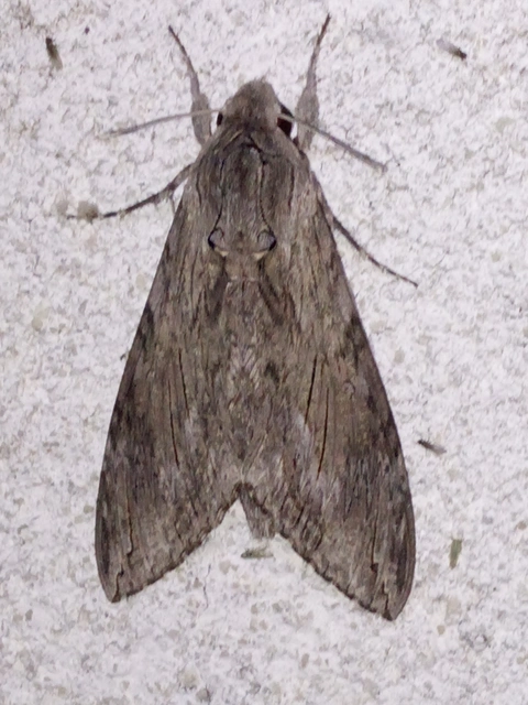 Agrius convolvuli - szulákszender