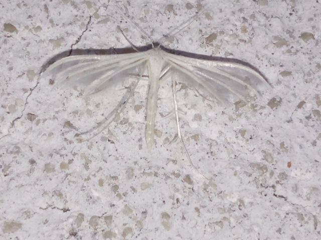 Pterophorus pentadactyla - fehér tollasmoly