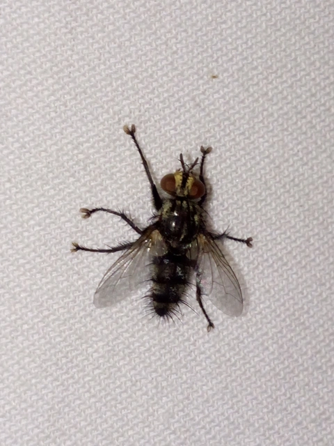 Tachinidae - fürkészlegyek
