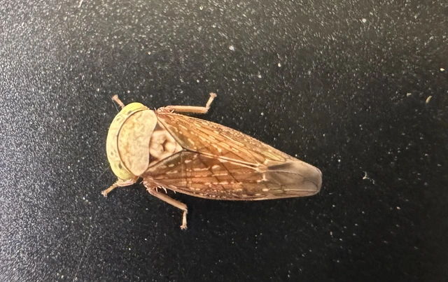 Acericerus