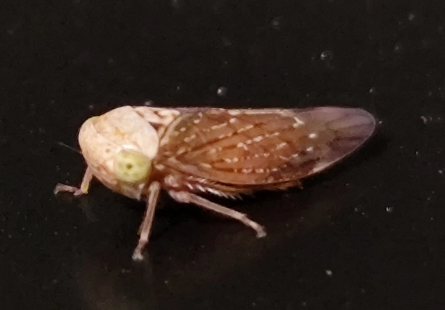 Acericerus