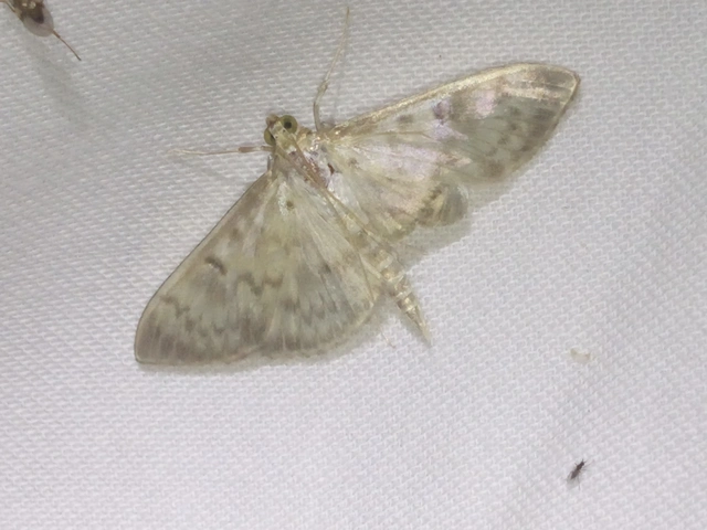 Patania ruralis - csalánevő tűzmoly