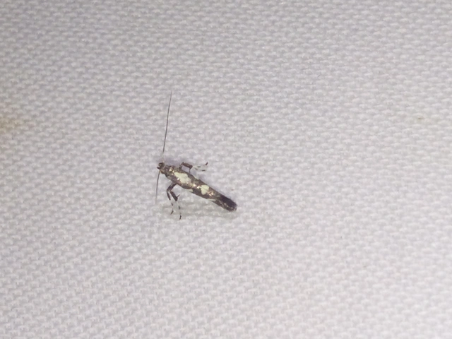 Calybites phasianipennella - lóromaknázó keskenymoly