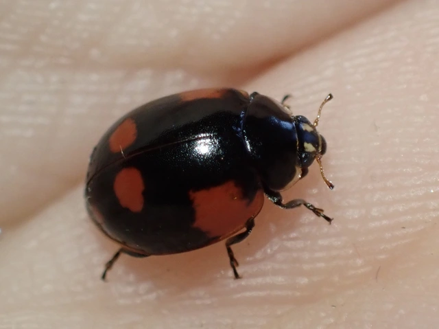 Adalia bipunctata - kétpettyes katica