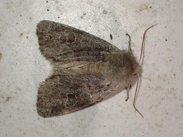 Orthosia populeti - nyárfa-barkabagoly