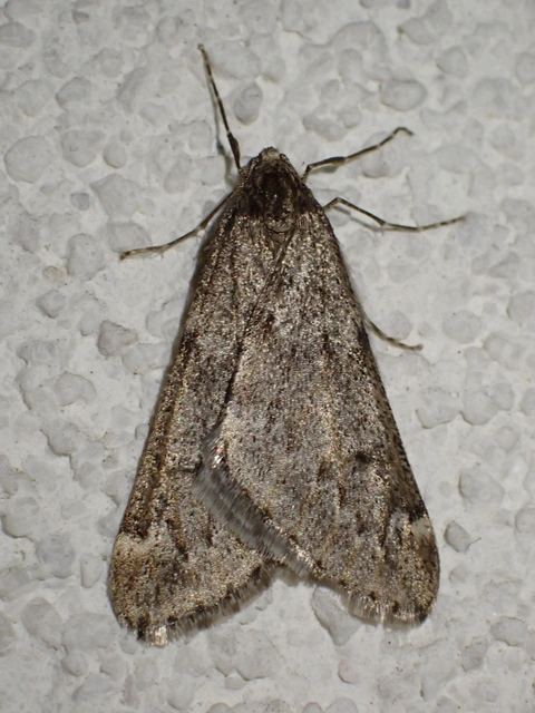 Alsophila aescularia - vadgesztenye-araszoló