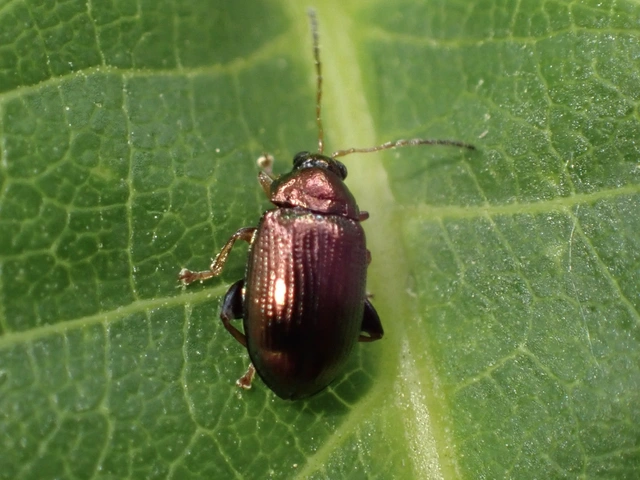 Crepidodera