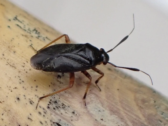 Capsus ater - fekete mezeipoloska