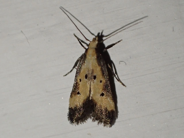 Brachmia dimidiella - citromkocsord-lápimoly