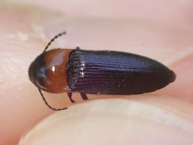 Cardiophorus ruficollis - kékfényű szívespattanó