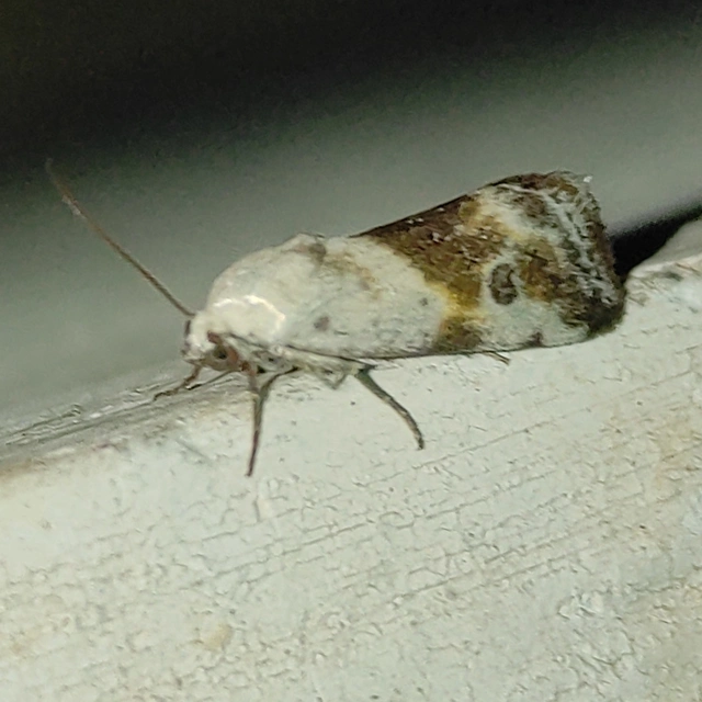 Ponometia candefacta - parlagfűbagoly