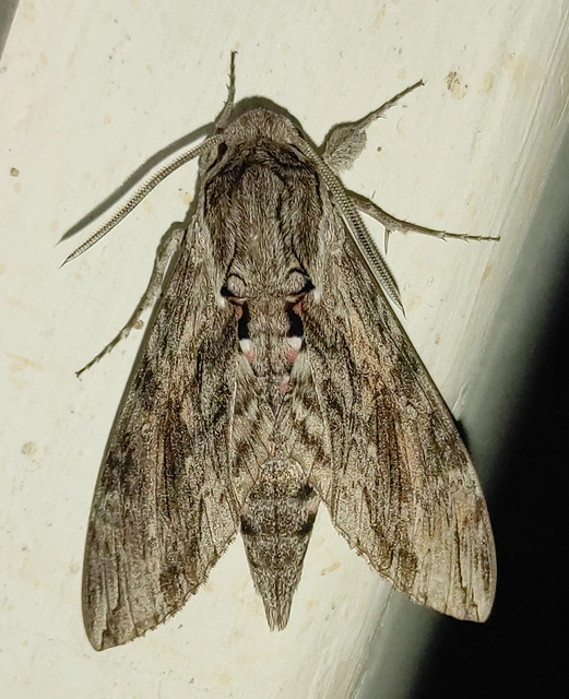 Agrius convolvuli - szulákszender
