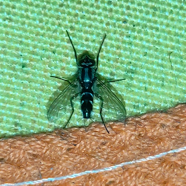 Tachinidae - fürkészlegyek