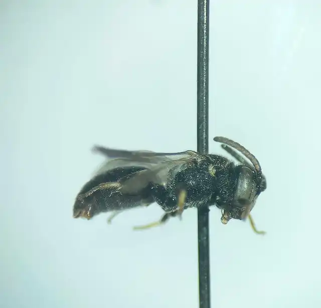 Hylaeus communis
