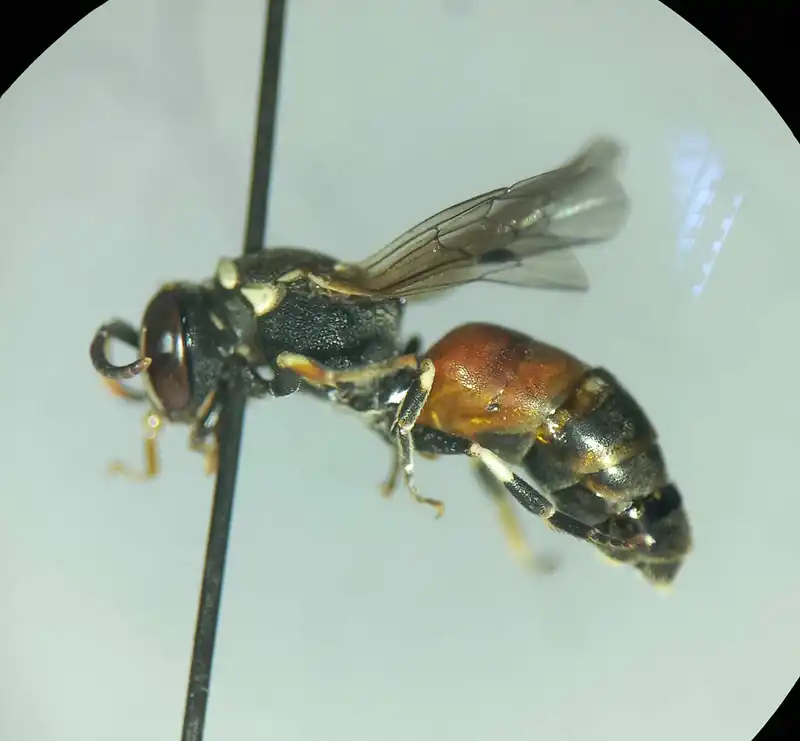 Hylaeus variegatus