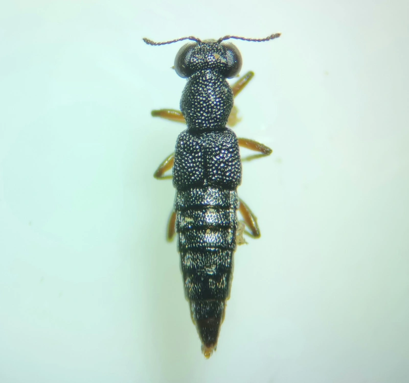 Stenus ludyi - érces szemesholyva