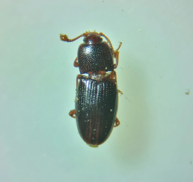 Cerylon Cerylon