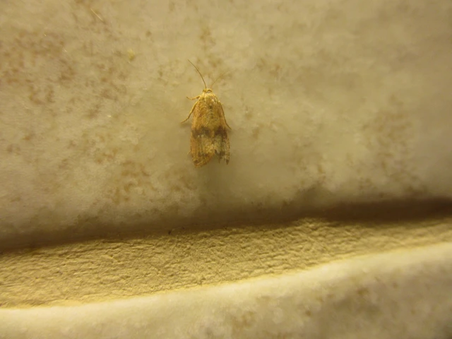 Celypha striana - pitypangfúró tükrösmoly