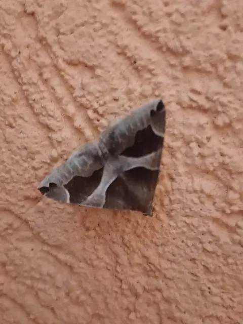 Dysgonia algira - déli porcelánbagoly