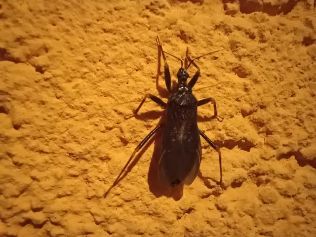 Reduvius personatus - szemetes zugpoloska