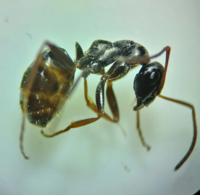 Formica fusca - kormos rabszolgahangya