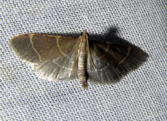 Hypsopygia glaucinalis - rezes fényilonca
