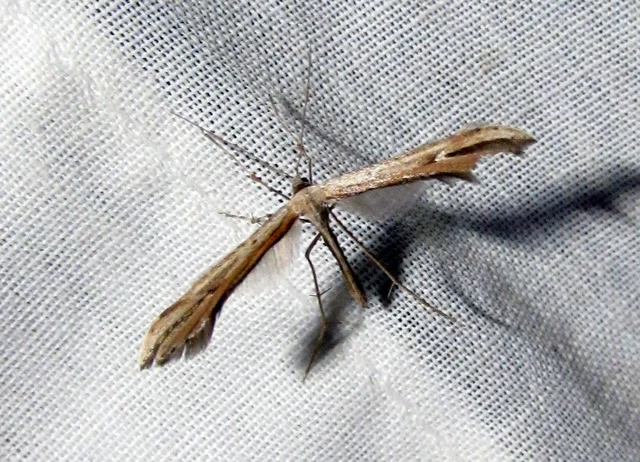Pterophoridae - tollasmolyfélék