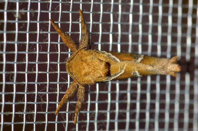 Triodia sylvina - kis gyökérrágólepke