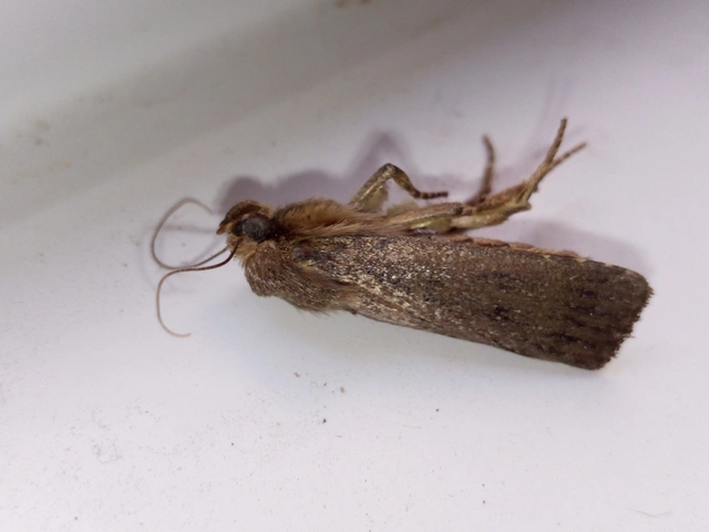 Amphipyra tragopoginis - bakszakállbagoly