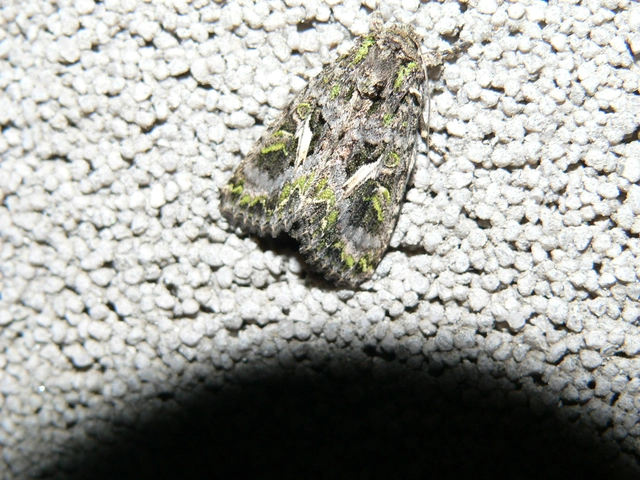 Trachea atriplicis - nyári zöldbagoly