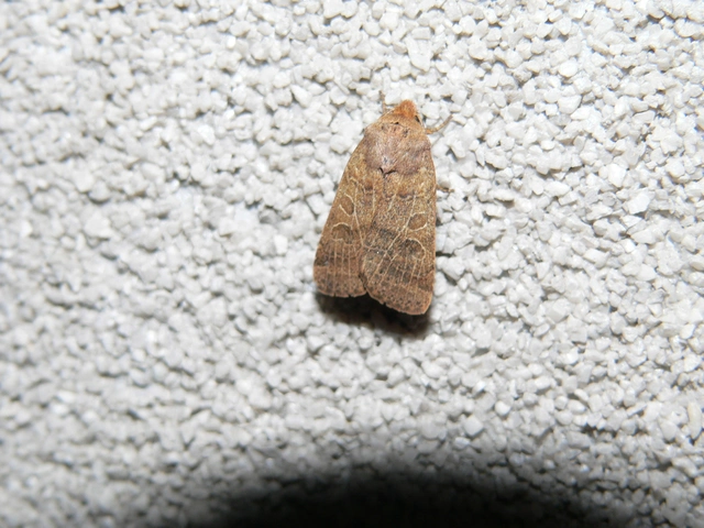 Anchoscelis nitida - rozsdabarna őszibagoly