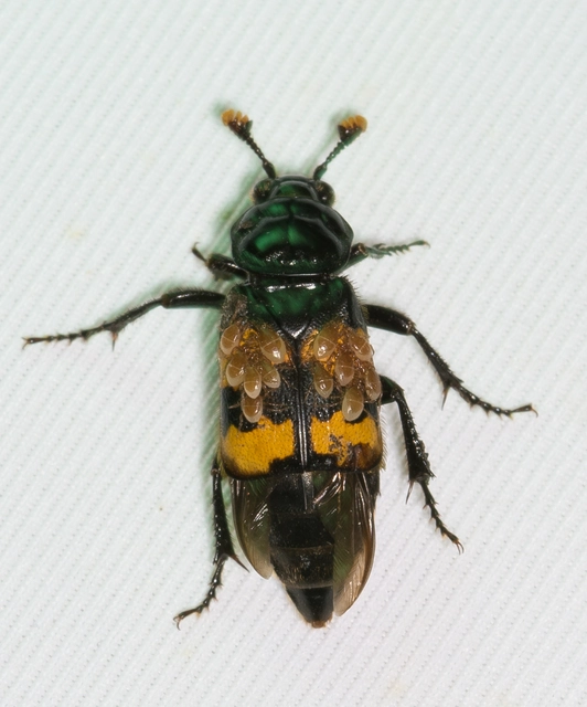Nicrophorus interruptus - sárgaszőrű temetőbogár