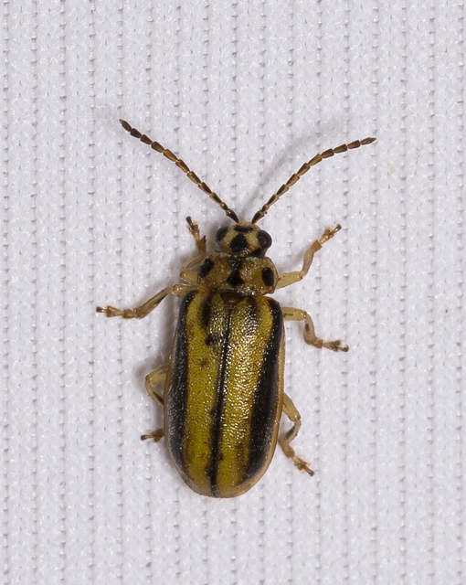 Xanthogalerucella luteola - szilfa-olajosbogár