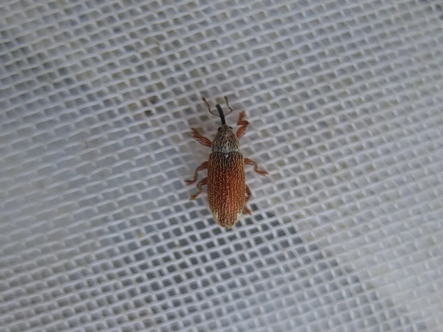 Brachonyx pineti - fenyőtűrágó ormányos