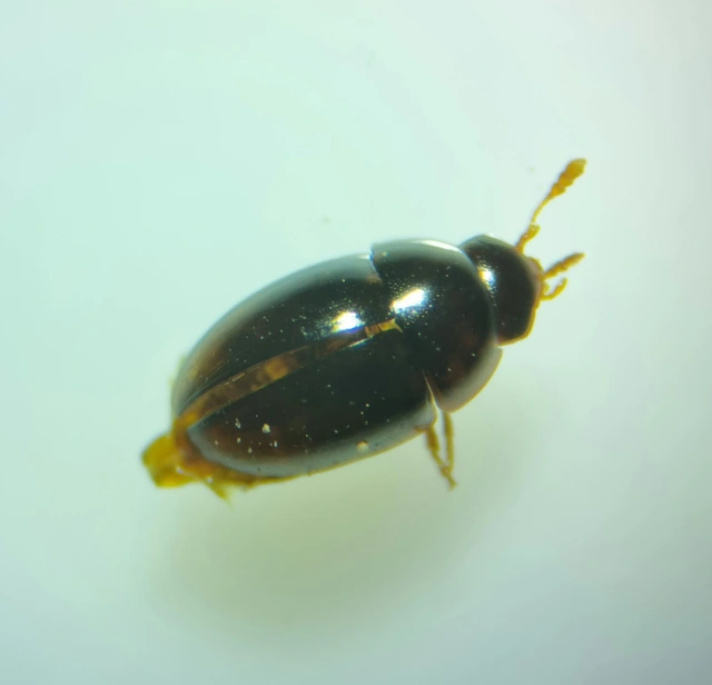 Phalacridae - kalászbogárfélék Phalacridae - kalászbogárfélék