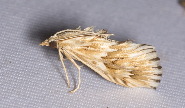 Cynaeda dentalis - gyakori ciframoly