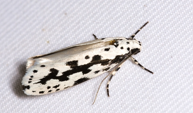 Ethmia